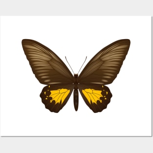 beautiful butterfly Posters and Art